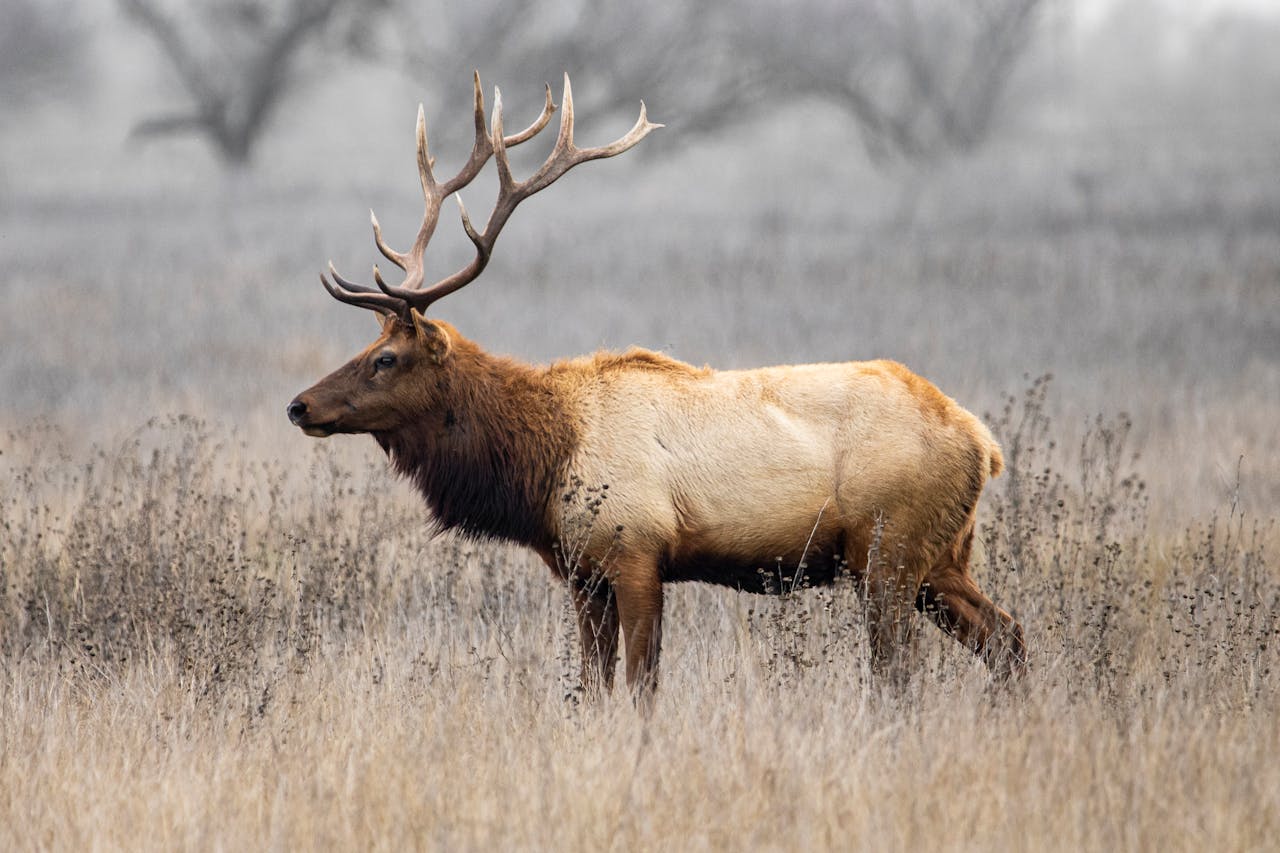 rocky_mountain_elk